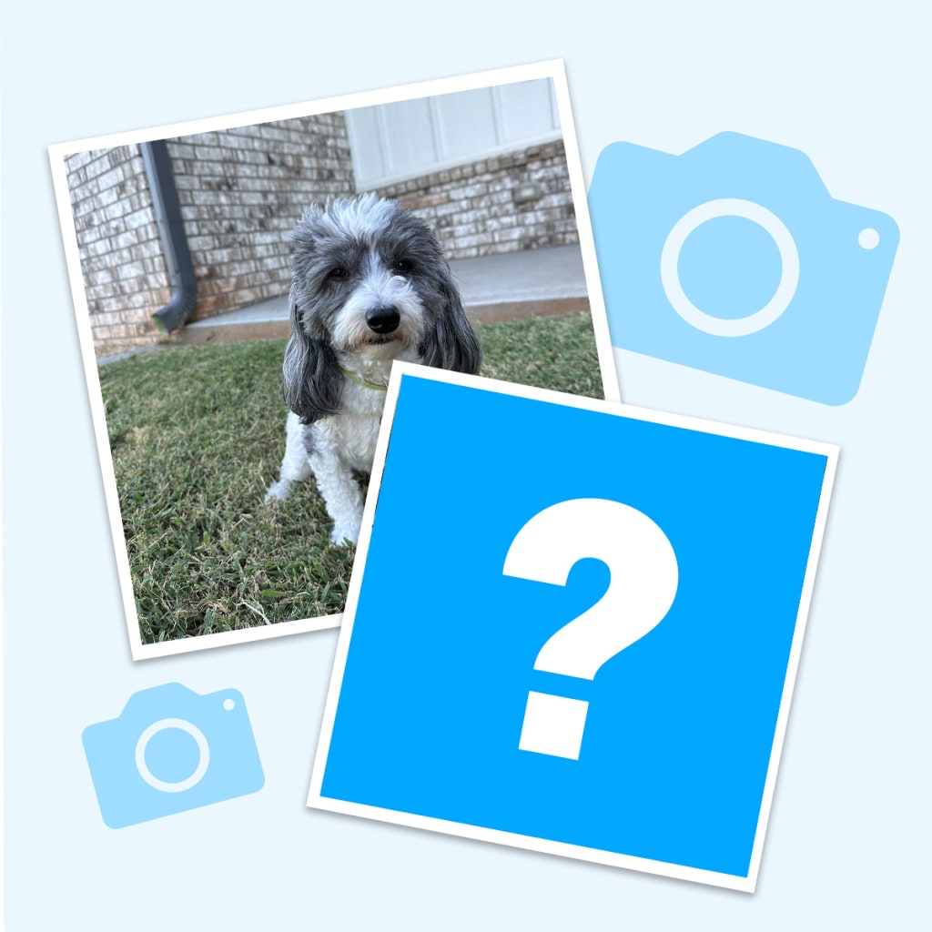 Pet Face Necklace Set